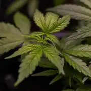 White Widow Auto - Spliff Seeds