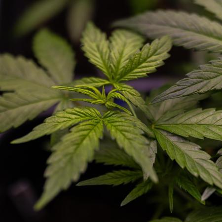 White Widow Auto - Spliff Seeds