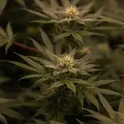 San Fernando Valley Kush-Paradise Seeds