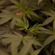 Blue Berry - Spliff Seeds