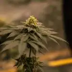 Fast Buds - Gorilla Melon