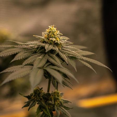 Fast Buds - Gorilla Melon