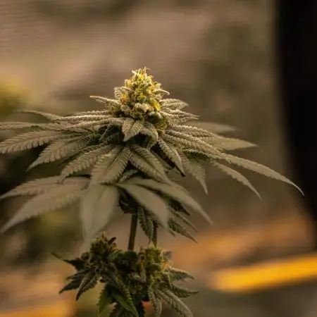 Fast Buds - Gorilla Melon