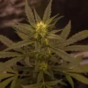 Banana Guava Auto - FastBuds