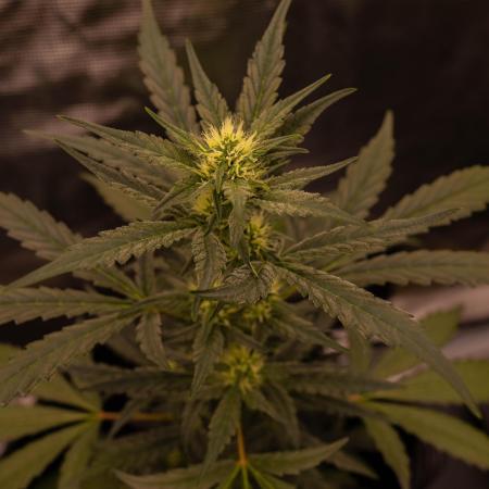 Banana Guava Auto - FastBuds