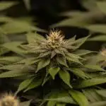 Super Skunk - Spliff Seeds