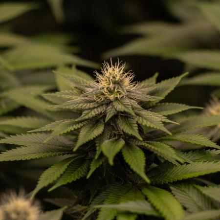 Super Skunk - Spliff Seeds