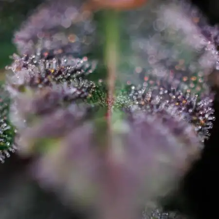 Spliff Seeds - Snow White #2