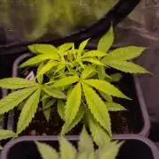 Paradise Seeds - Stromboli Auto