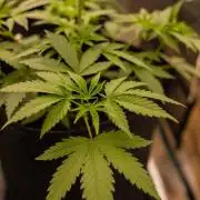 Special Kush - Paradise Seeds