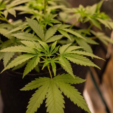 Special Kush - Paradise Seeds