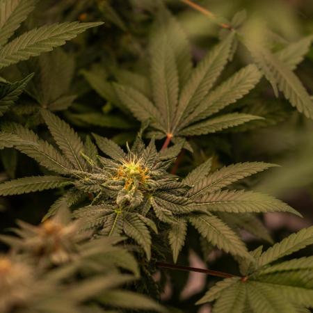 Fast Buds - Lemon Paya