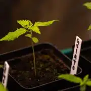 Spliff Seeds - Gelato Auto