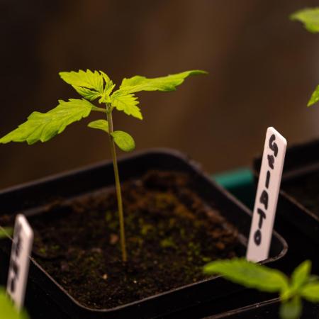 Spliff Seeds - Gelato Auto