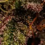 Paradise Seeds - Candy Breath