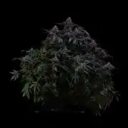 Spliff Seeds - Moon Walker Kush
