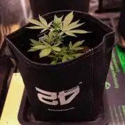 Guava Runta Auto- - FastBuds