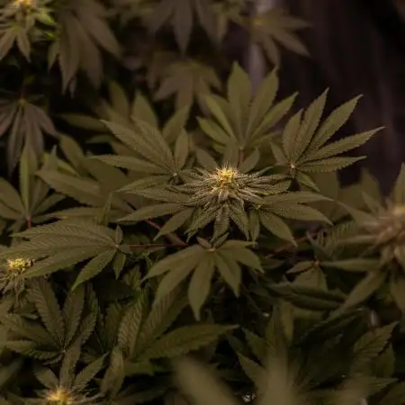 Fast Buds - Lemon Paya