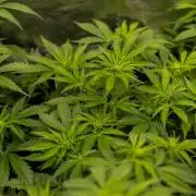 Paradise Seeds - Pandora Auto