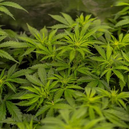 Paradise Seeds - Pandora Auto