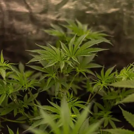 Spliff Seeds - Blue Berry