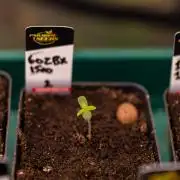 Tester# 60zB x 1500 - Paradise Seeds