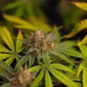Purple Berry Kush - Spliff Seeds