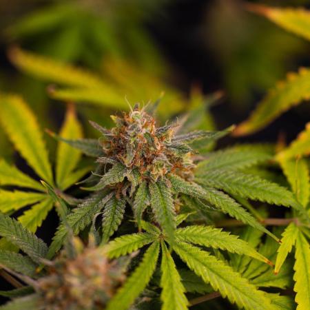 Purple Berry Kush - Spliff Seeds