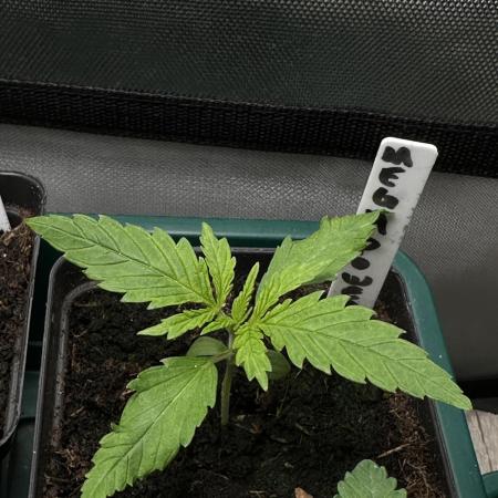 Mega Power Plant - Spliff Seeds