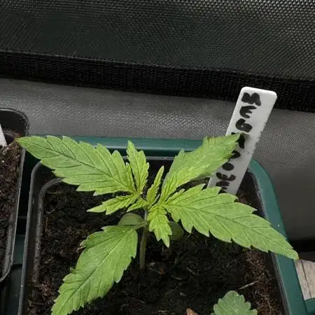 Mega Power Plant - Spliff Seeds