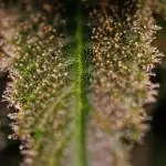 Paradise Seeds - Opium