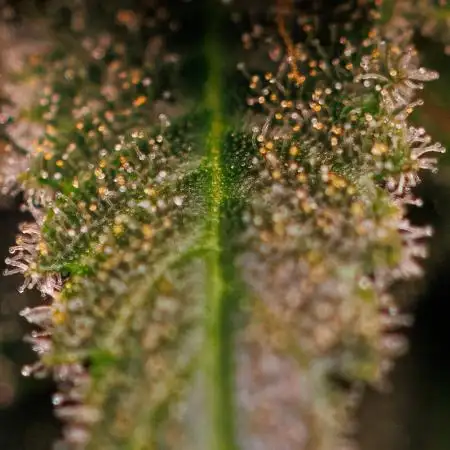 Paradise Seeds - Opium
