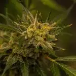 Paradise Seeds - Doppler