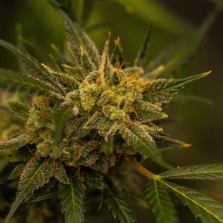 Paradise Seeds - Doppler