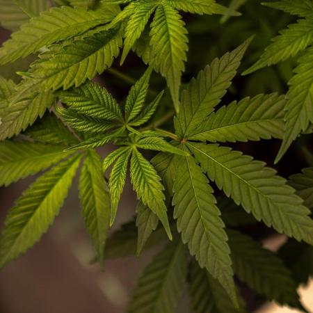 Paradise Seeds - L.A. Amnesia