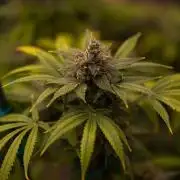 San Fernando Valley Kush-Paradise Seeds