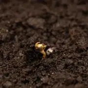 Dutch Auto - Spliff Seeds