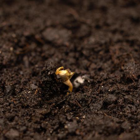 Dutch Auto - Spliff Seeds