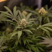 Blue Berry - Spliff Seeds