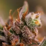 Banana Purple Auto - Paradise Seeds