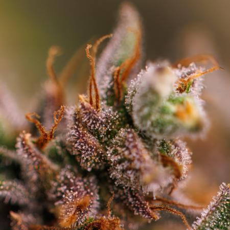 Banana Purple Auto - Paradise Seeds