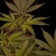 Amnesia - Paradise Seeds