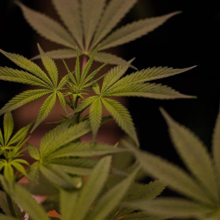 Amnesia - Paradise Seeds