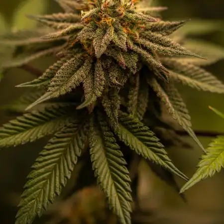 Paradise Seeds - Candy Breath