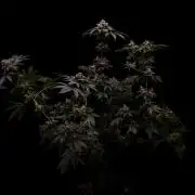 Fast Buds - Gorilla Melon