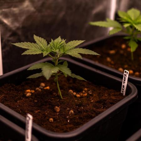 Spliff Seeds - Mint Runtz