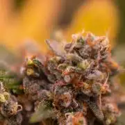 Blue Berry - Spliff Seeds