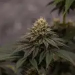 Lemon Cherry Runtz - Fast Buds