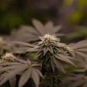 Z42 - FastBuds