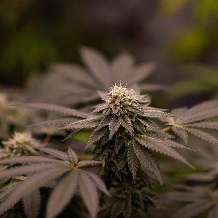 Z42 - FastBuds